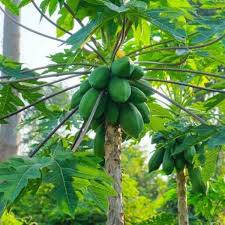 Erva Botanik ile Papaya Yetiştiriciliği Nasıl Yapılır?